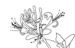 金银花