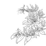 金银花 