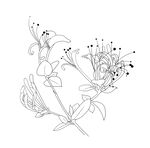 金银花