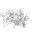 金银花 