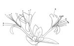 金银花