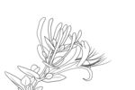金银花 
