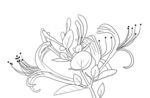 金银花