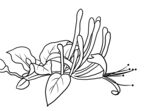 金银花 