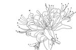 金银花 