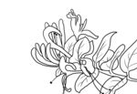 金银花 