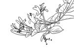 金银花