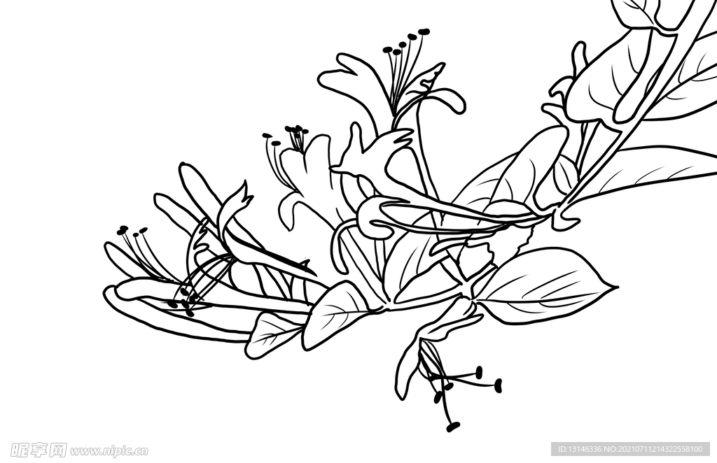 金银花