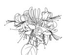 金银花 