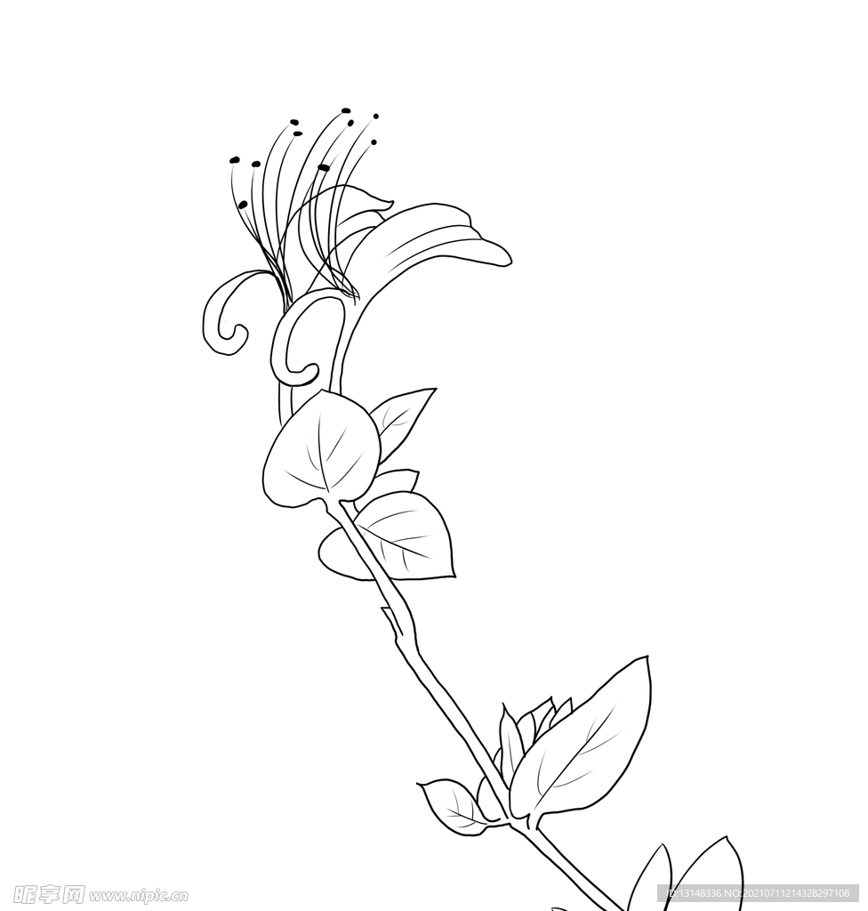 金银花