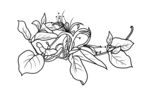 金银花