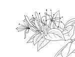 金银花