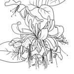 金银花