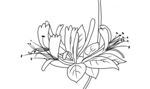 金银花