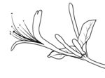 金银花