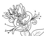 金银花