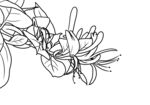 金银花