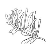 金银花