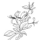 金银花