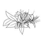 金银花