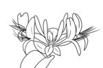 金银花