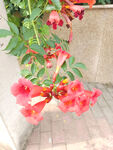 小红花