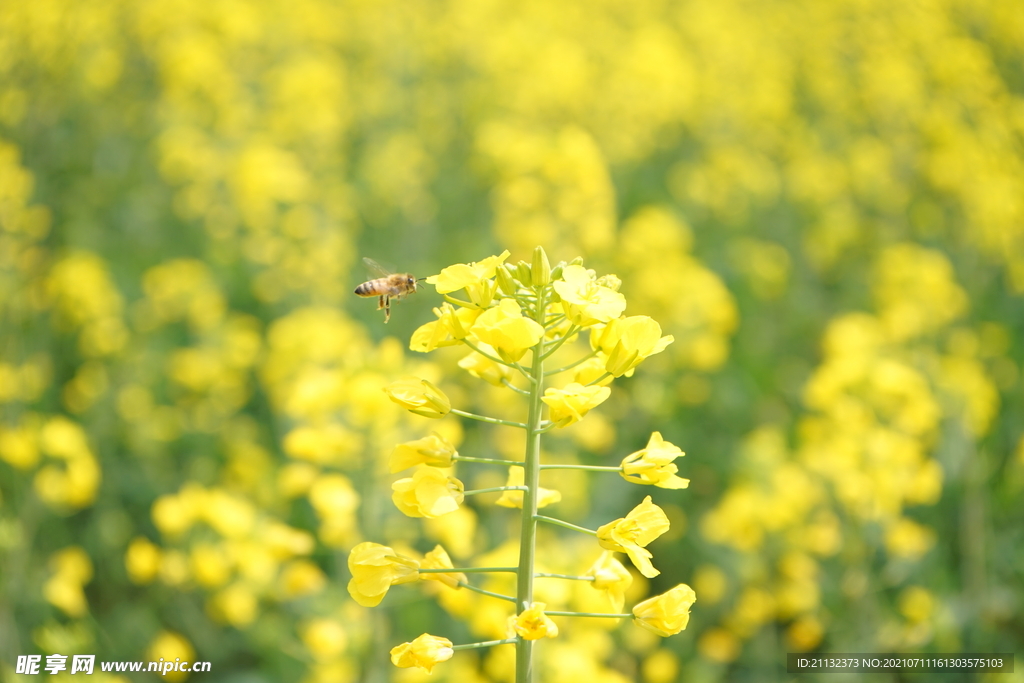 油菜花 蜜蜂