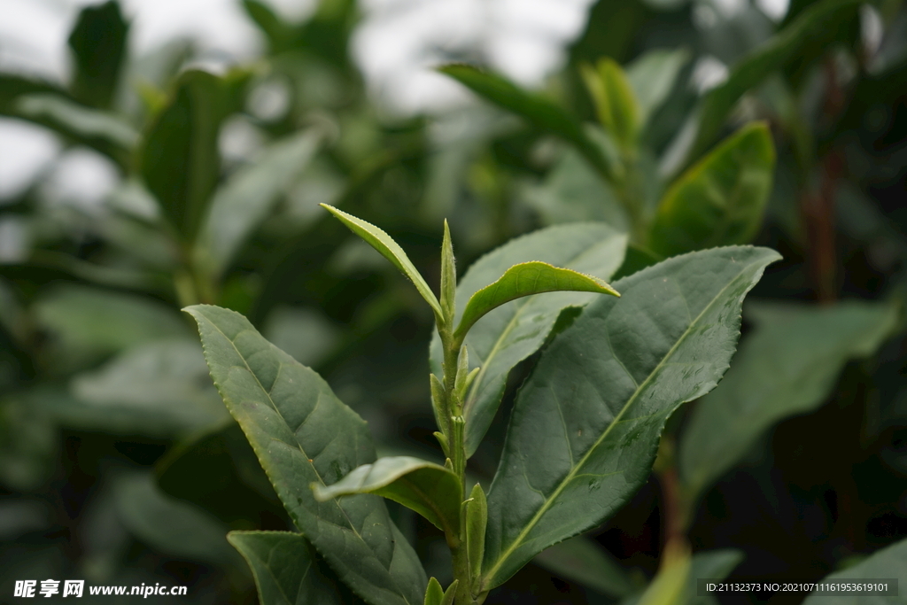 茶树嫩芽 芽茶