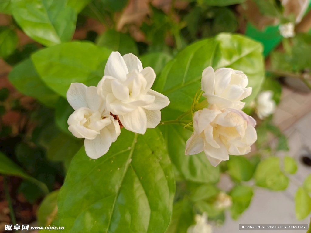 茉莉花