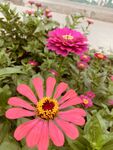多层非洲菊