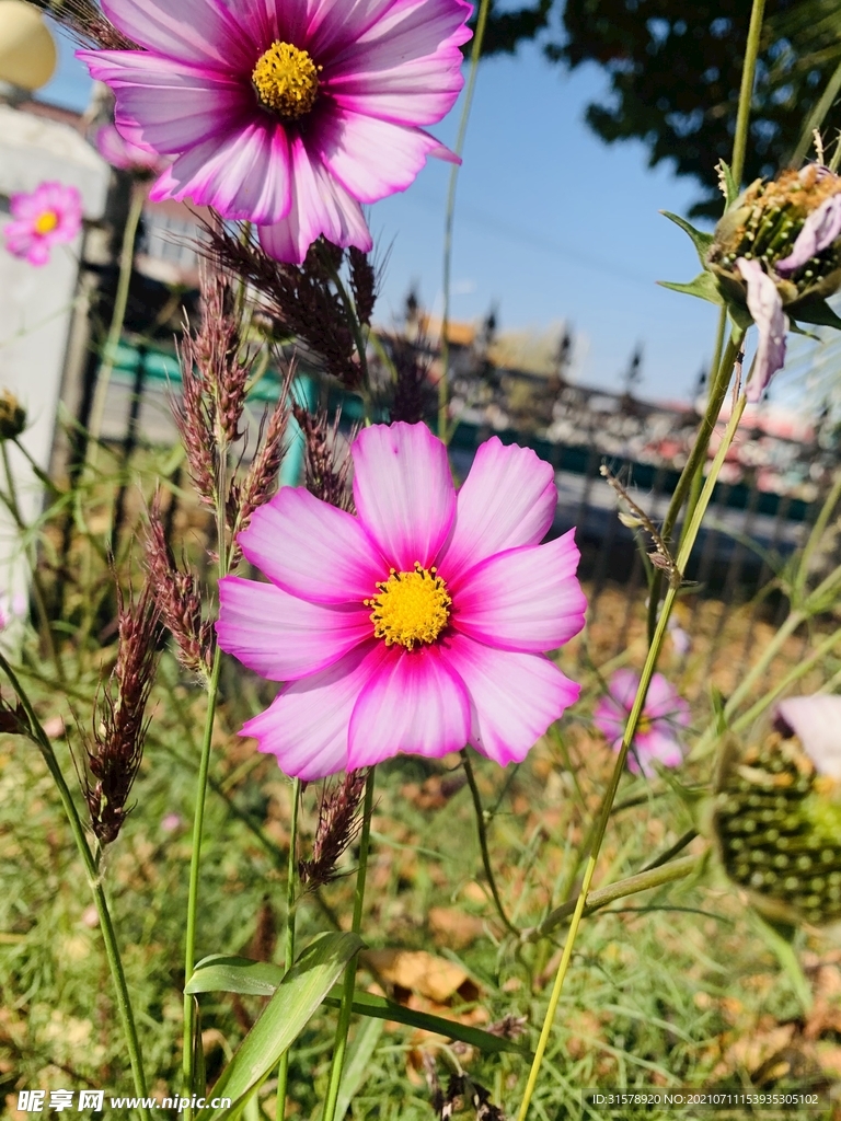 格桑花朵