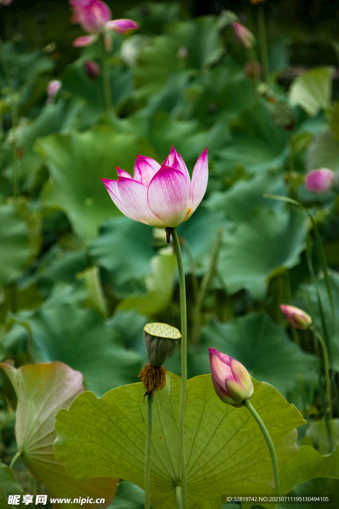 荷花 池塘