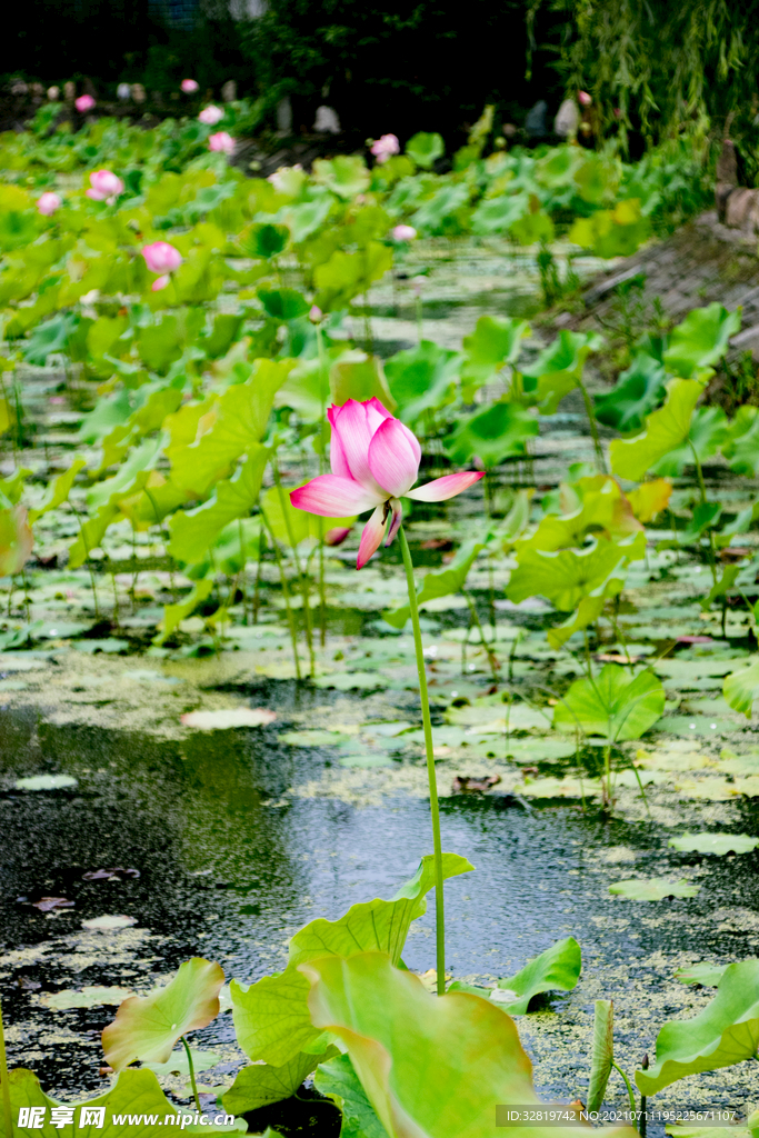 荷花池塘