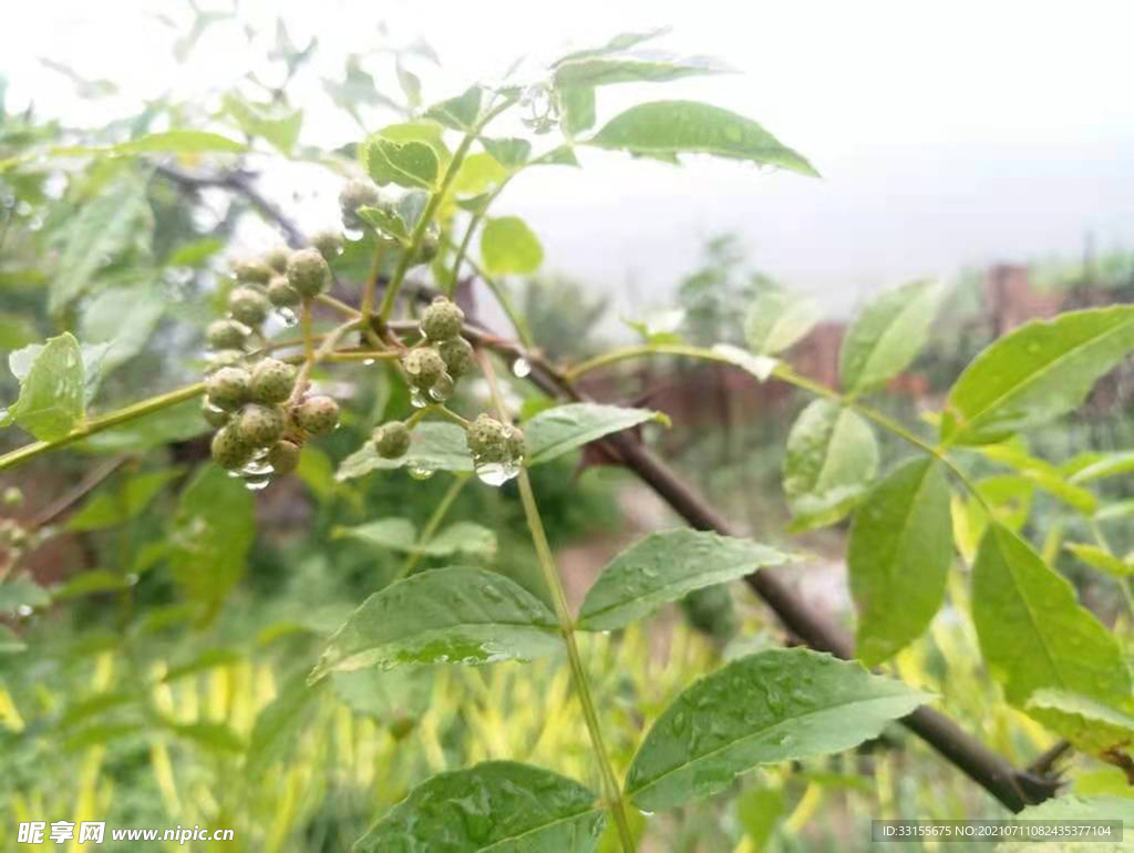 植物