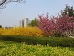 垂丝海棠冬青迎春花
