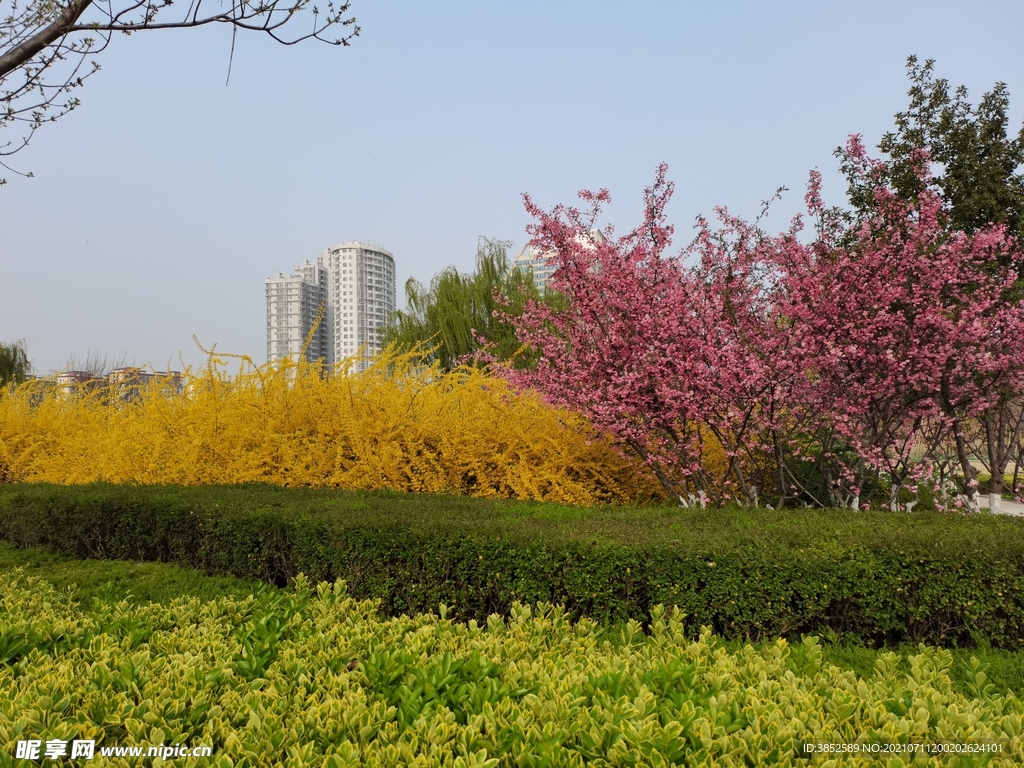 垂丝海棠冬青迎春花