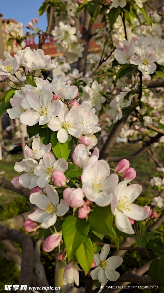 苹果花