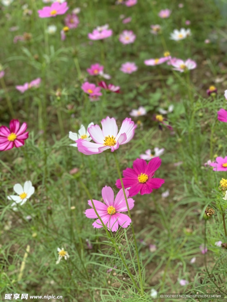 花花草草