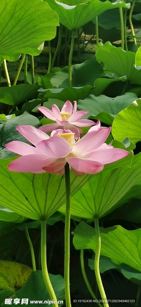 荷花荷叶 