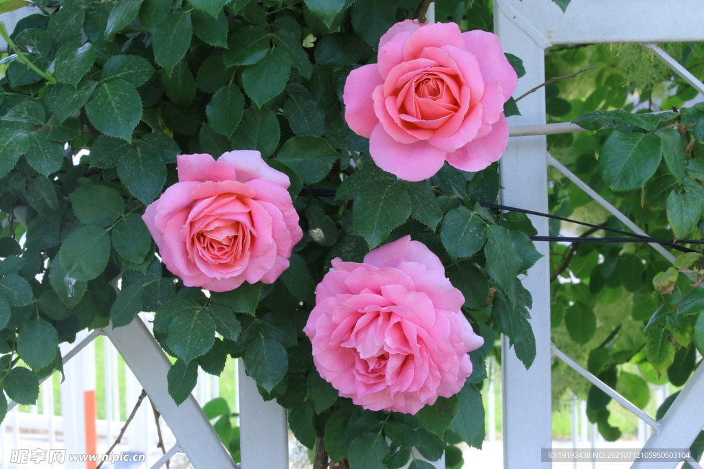 月季花