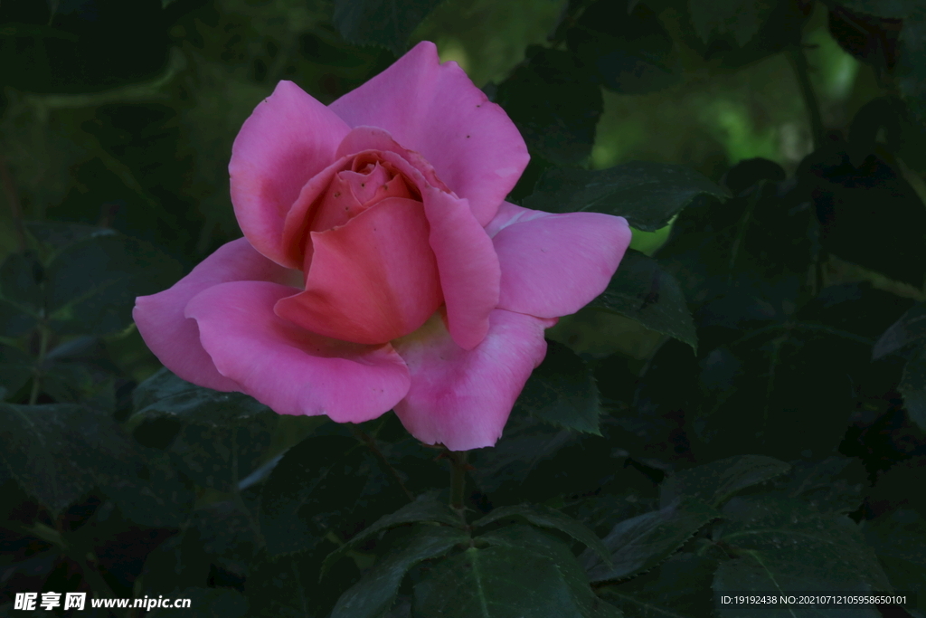 月季花