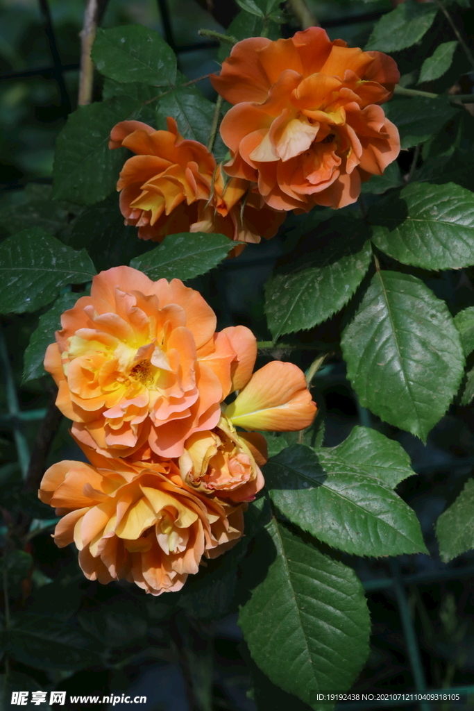 月季花