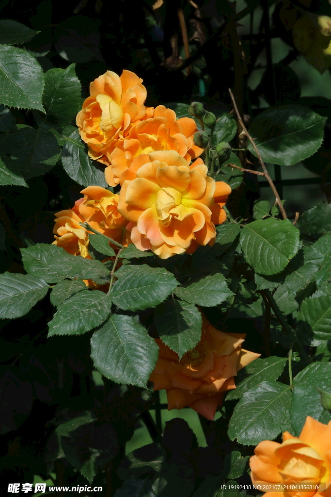 月季花