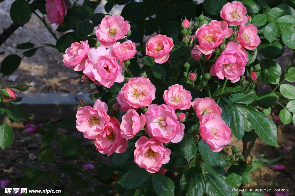 月季花 