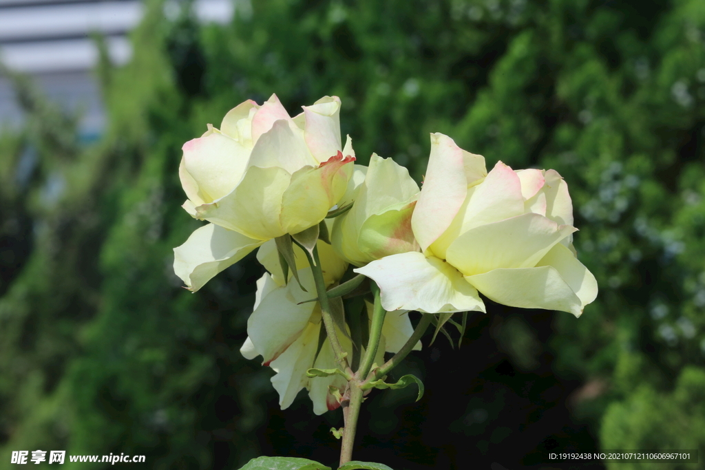 月季花