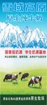 雪域高原牛奶海报