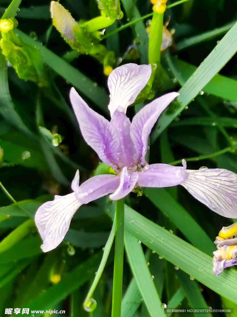 马莲花