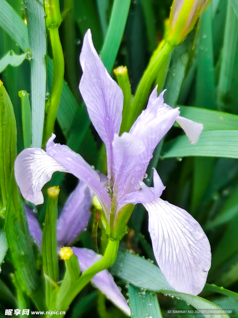 马莲花