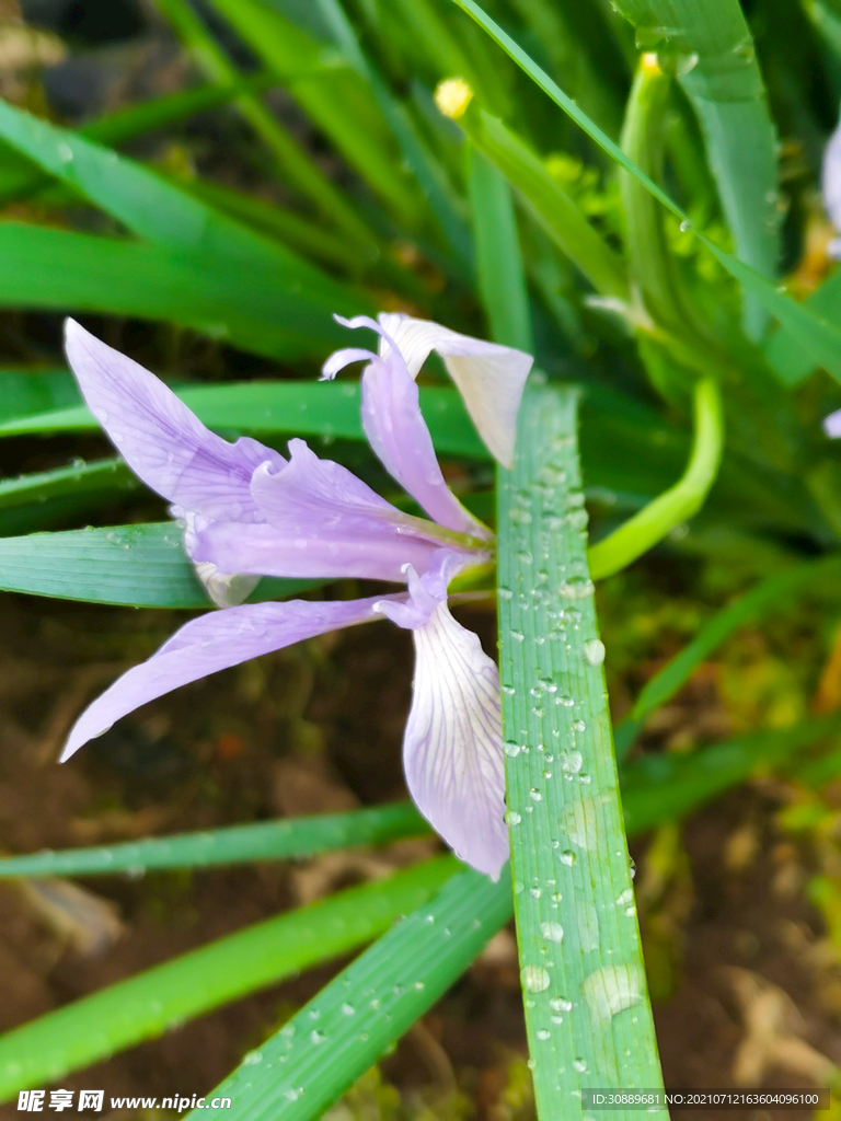 马莲花