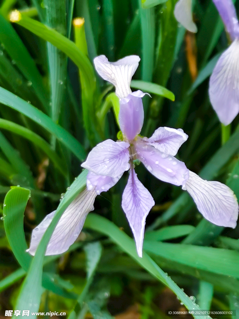 马莲花